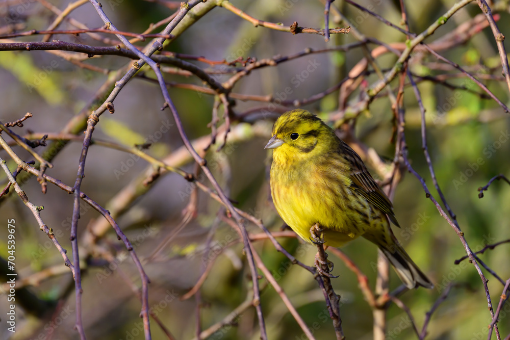 Obraz premium Male Yellowhammer, Emberiza citrinella, perched on a bush