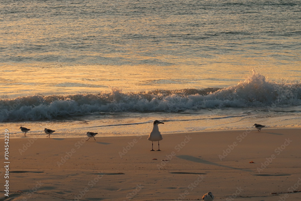 A seagull and a couple of sand pipers enjoying sunrise at the beach in Playa del Carmen, Mexico
