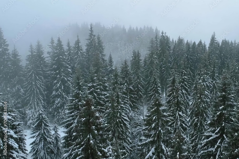 wonderful winter landscape with trees and snow