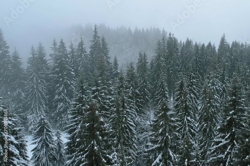 wonderful winter landscape with trees and snow
