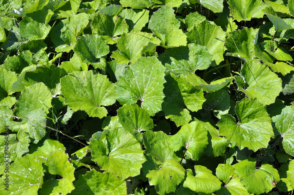 Tussilago farfara grows in nature Tussilago farfara grows in nature