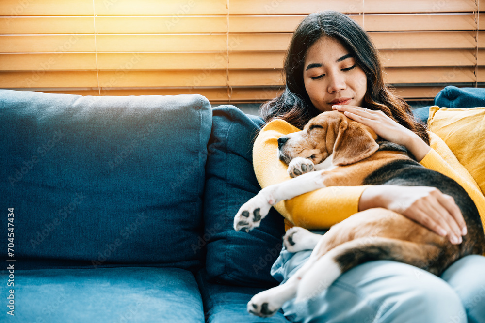 In their living room, an Asian woman and her Beagle puppy enjoy a nap on the sofa, showcasing their friendship, trust, and the joy of togetherness. It's a heartwarming portrait of love. Pet love In their living room, an Asian woman and her Beagle puppy enjoy a nap on the sofa, showcasing their friendship, trust, and the joy of togetherness. It's a heartwarming portrait of love. Pet love