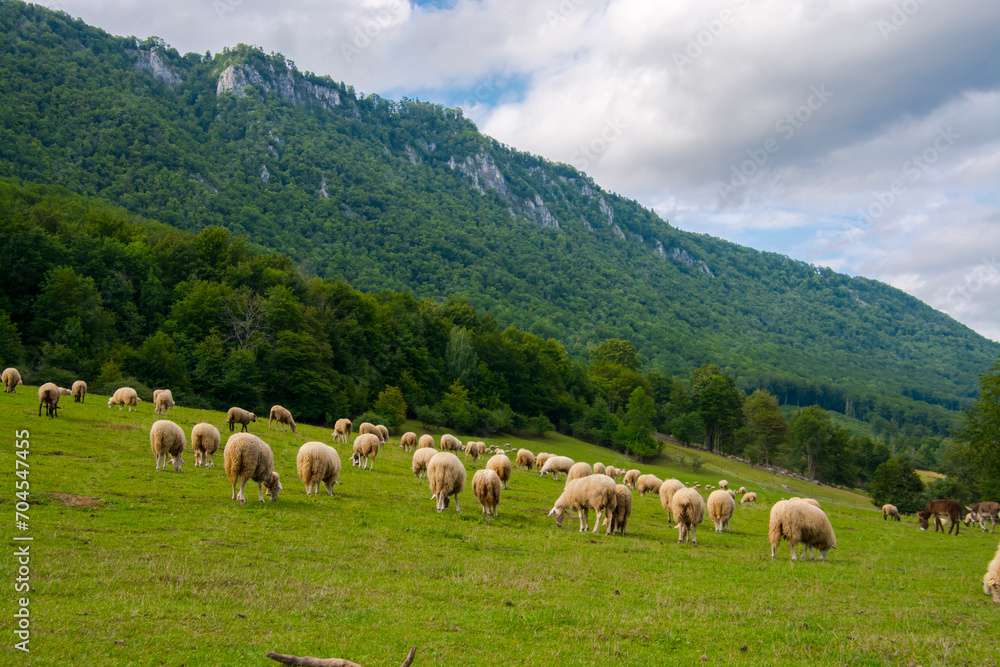 Fototapeta premium Sheep pasture near Muran in a Slovakian mountain