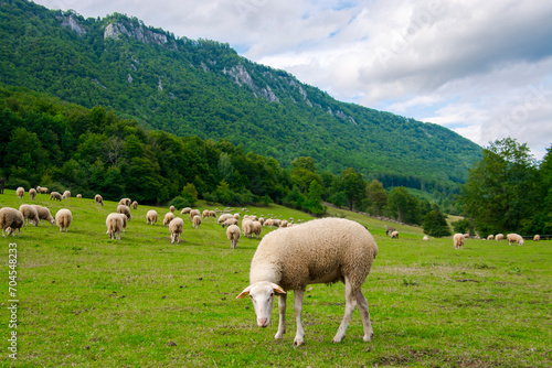 Sheep pasture near Muran in a Slovakian mountain