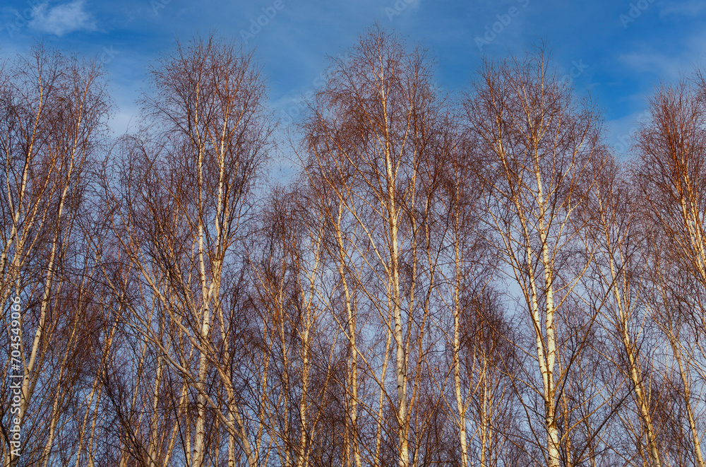 Birch wood at sunny frosty winter morning