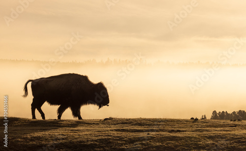 Bison Silhouetted at Sunrise in Yellowstone National Park © natureguy