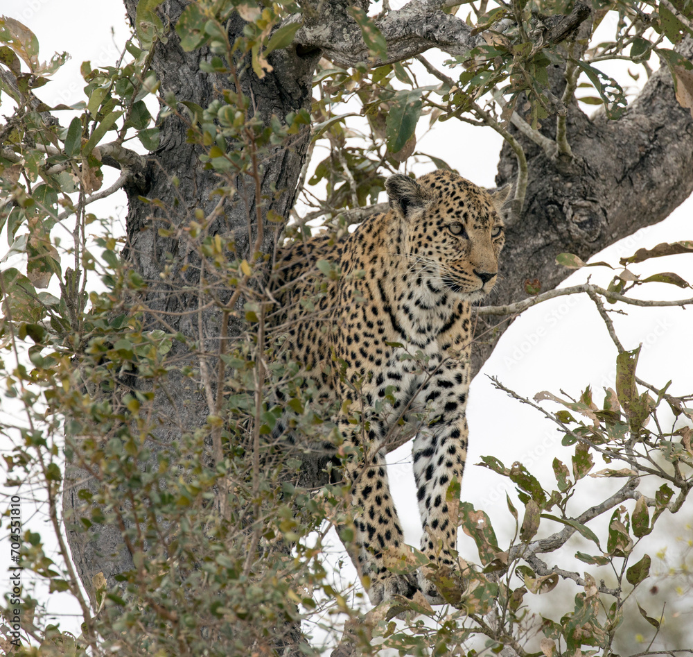 Photo of leopard on a tree in park Photo of leopard on a tree in park