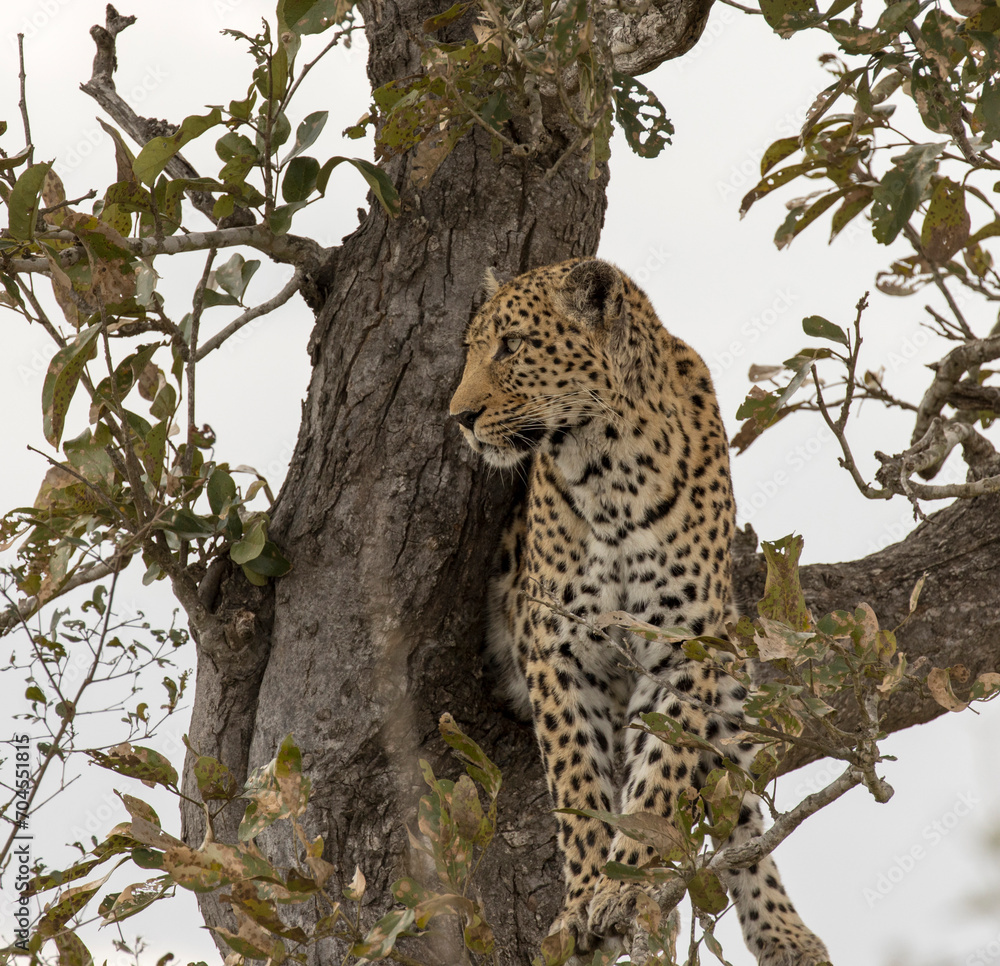 Photo of leopard on a tree in park Photo of leopard on a tree in park