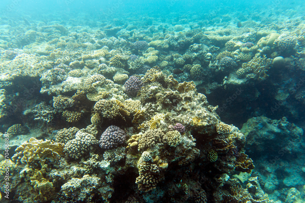 Fototapeta premium A view of coral reef in Sharm El Sheik