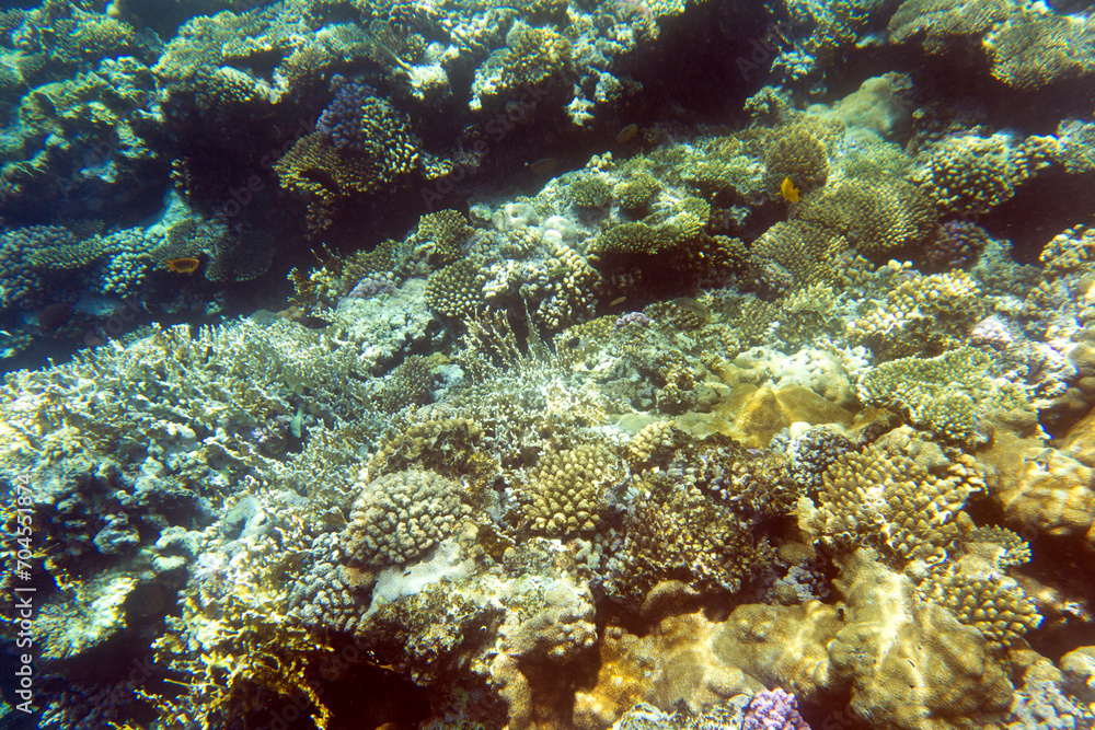 A view of coral reef in Sharm El Sheik