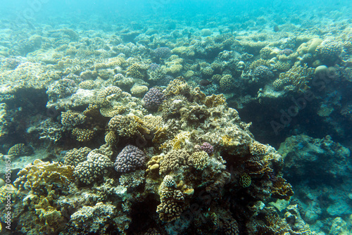 Fototapeta Naklejka Na Ścianę i Meble -  A view of coral reef in Sharm El Sheik