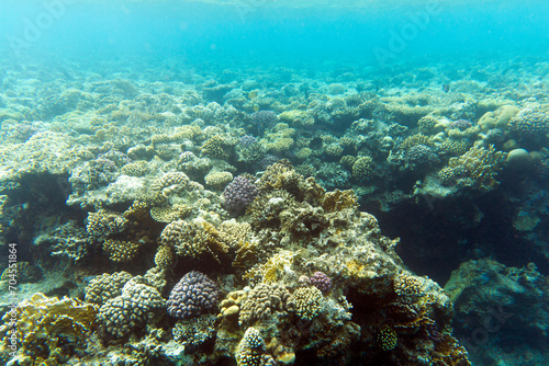 Fototapeta Naklejka Na Ścianę i Meble -  A view of coral reef in Sharm El Sheik