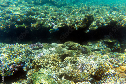 A view of coral reef in Sharm El Sheik