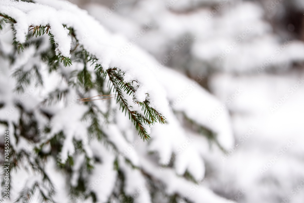 spruce branches covered with snow in winter forest. shallow depth of field