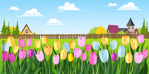 Beautiful landscape with tulips. Multi-colored tulips against the backdrop of green meadows and cute village houses with a fence. Vector illustration for poster, card, banner or print.
