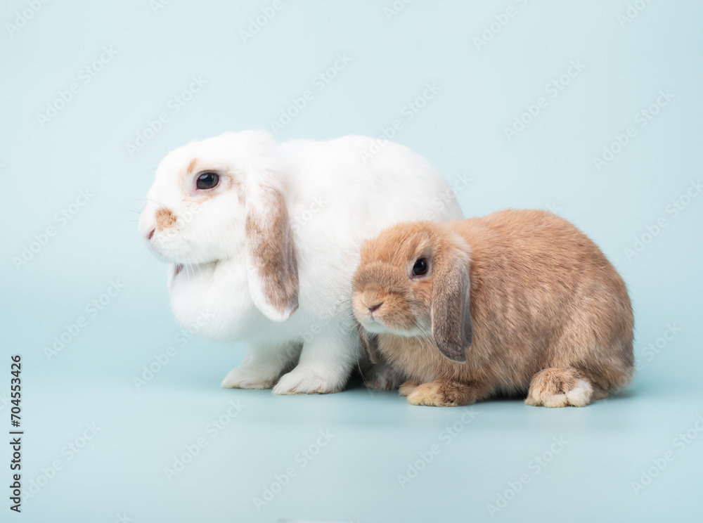 Mother and baby young rabbit. Lovely adult and baby holland lop rabbit sitting on blue pastel background. Mother and baby young rabbit. Lovely adult and baby holland lop rabbit sitting on blue pastel background.