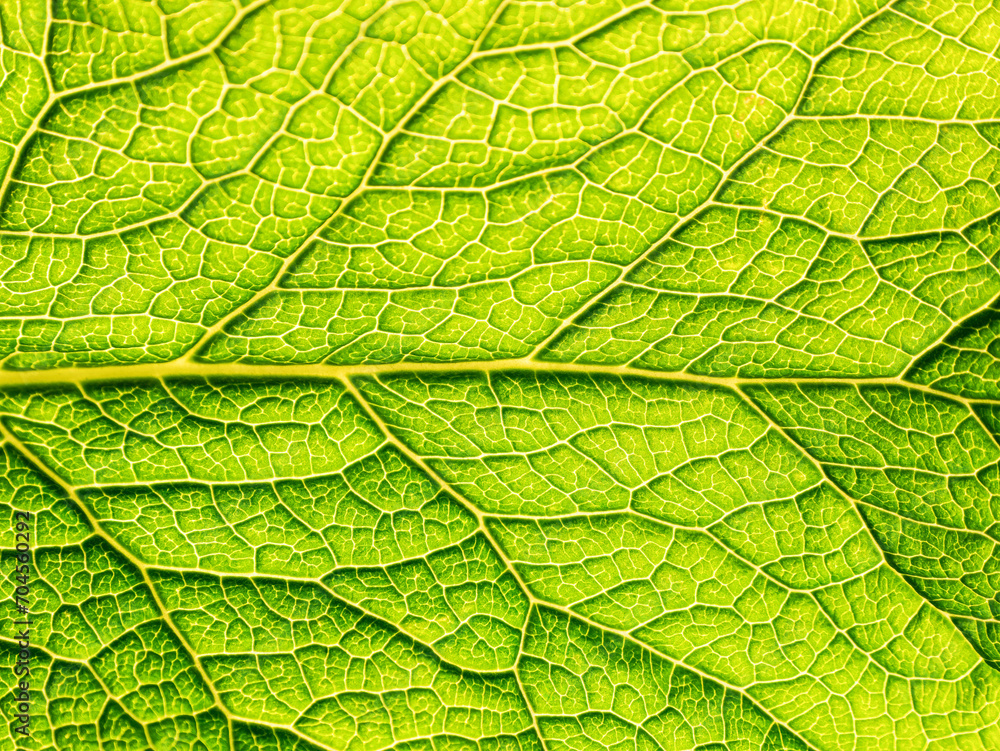 Green leaf texture background Green leaf texture background
