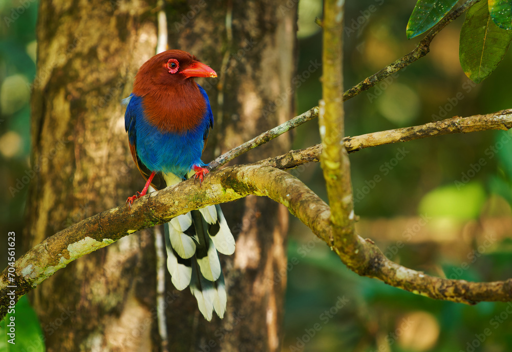 Sri Lanka or Ceylon Blue-Magpie - Urocissa ornata brightly coloured bird Corvidae in Sri Lanka, hunting in the dense canopy, blue, red colourful magpie on the green forest background in Ceylon