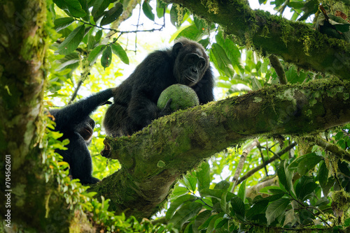 Photos Common or Robust Chimpanzee - Pan troglodytes also chimp, great ape native to th