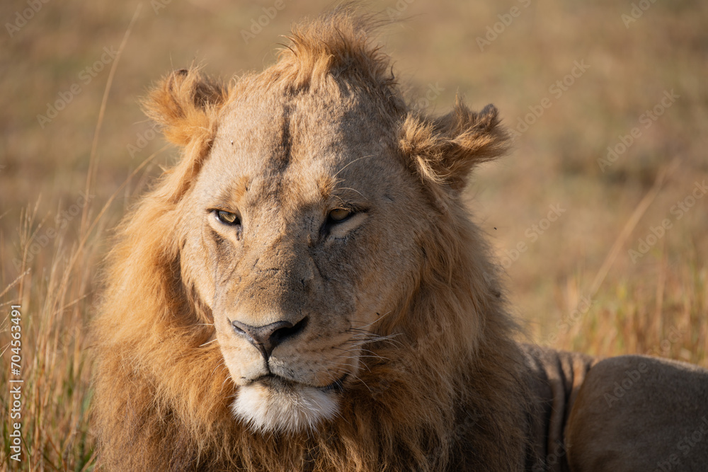 Lion Lion