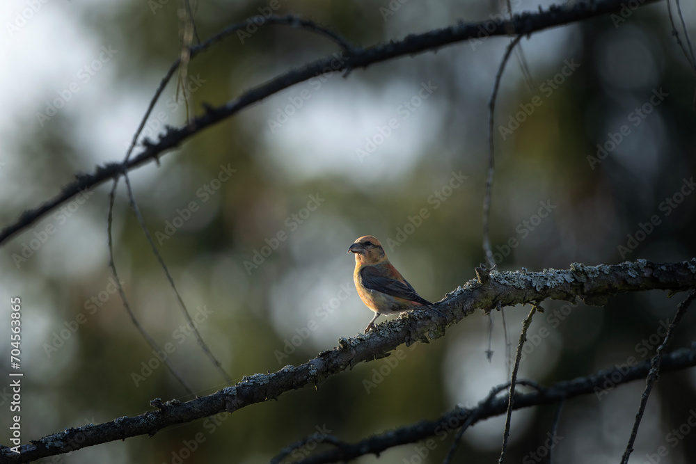 Red crossbill is sitting on the branch. Small bird with curved beak. Nature in Europe. Red crossbill is sitting on the branch. Small bird with curved beak. Nature in Europe.
