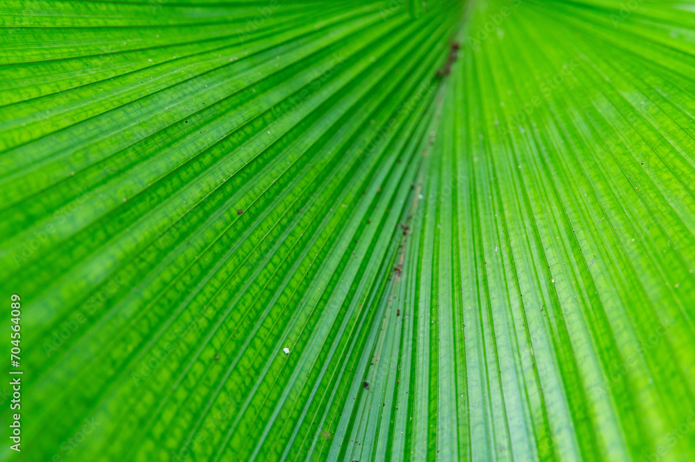 Fototapeta premium Texture background of Palm Leaf