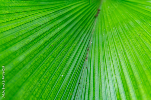 Texture background of Palm Leaf