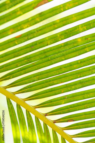 Texture background of Palm Leaf