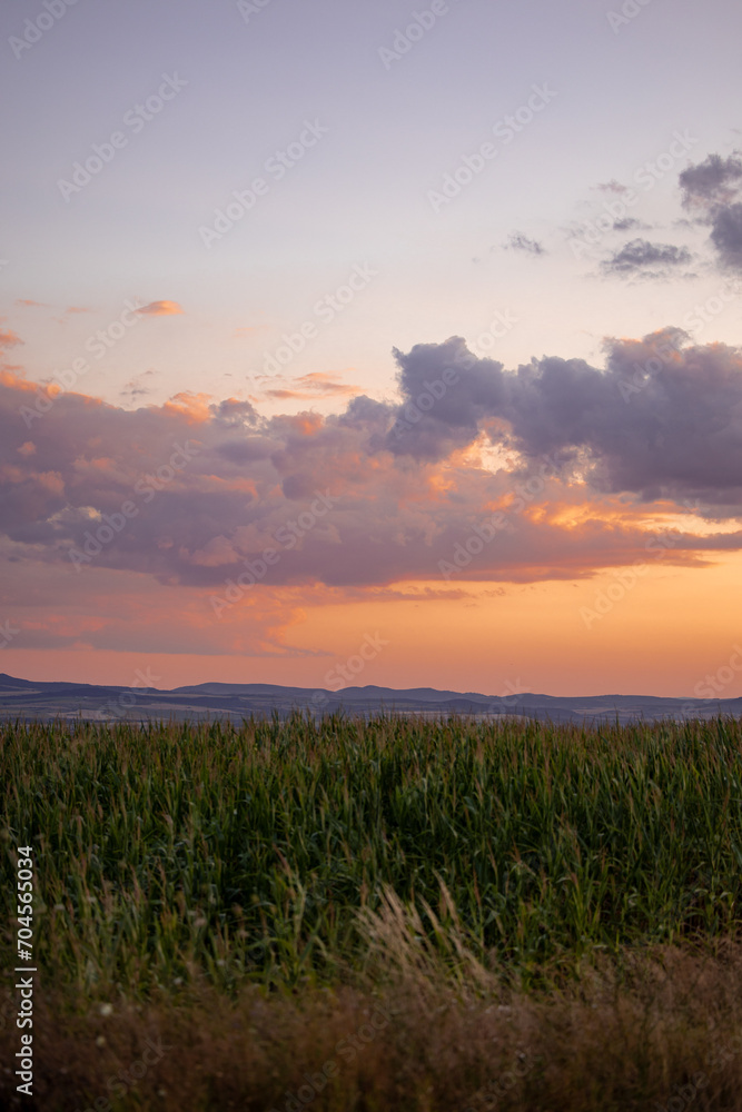 A beautiful purple orange sunset sky over a field of corn. Beautiful landscape photography.