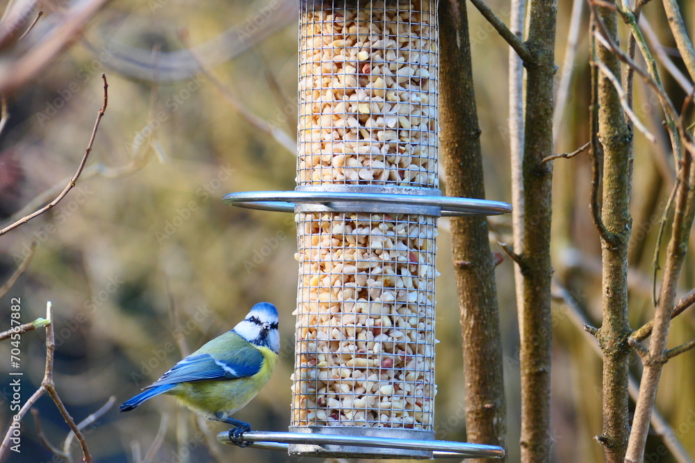 Fototapeta premium Blaumeise (1)