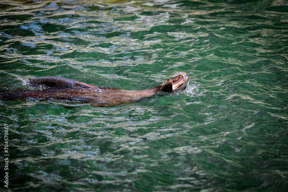Seal at Cologne Zoo
