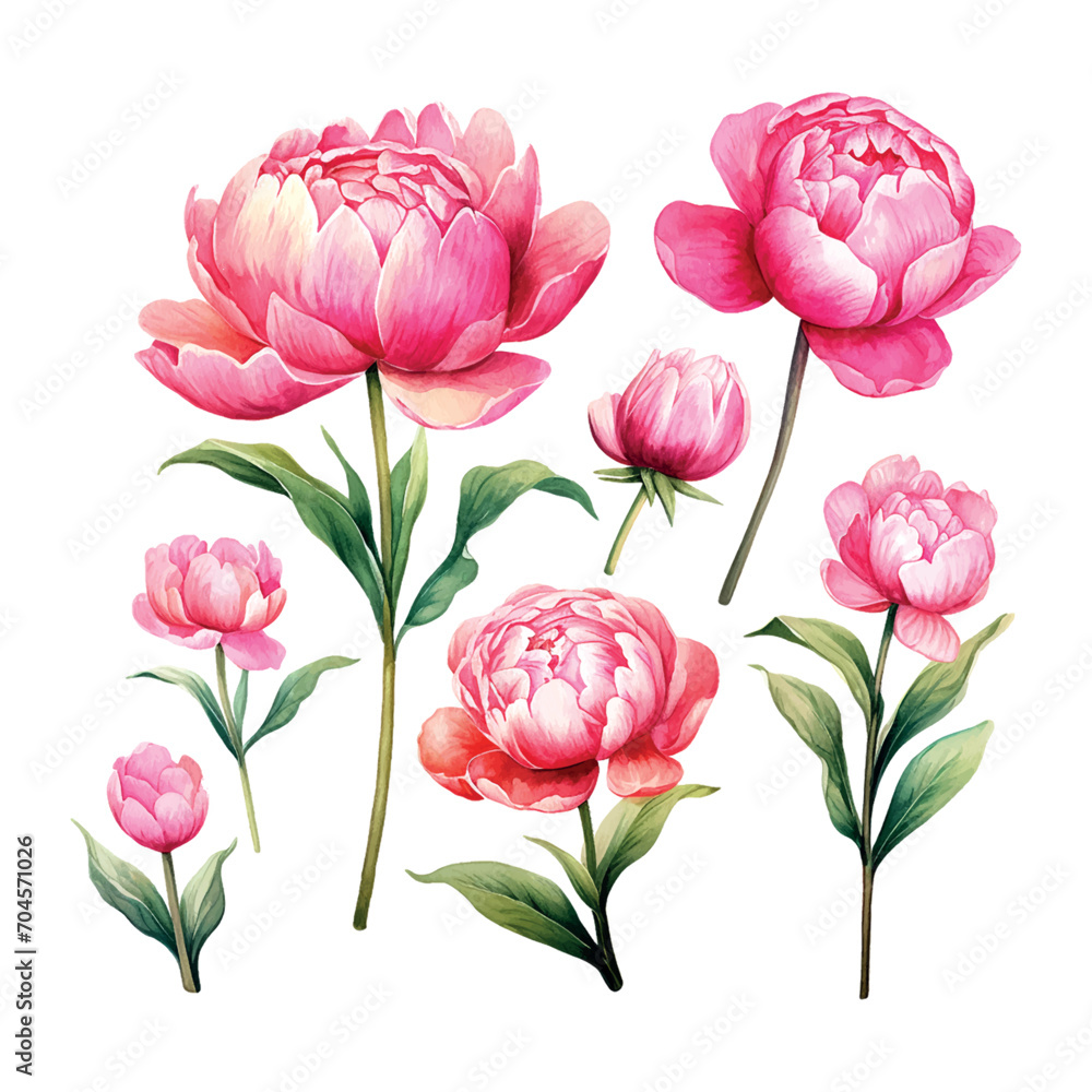 bouquet of peonies watercolor illustration set bouquet of peonies watercolor illustration set