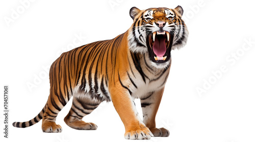 tiger on transparent background