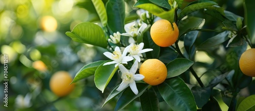 Israel's citrus trees bear white flowers and green leaves during a ripe harvest, often accompanied by the scent of orange blossoms. photo
