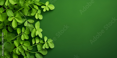 Moringa leaves moringa oleifera tree green leaf and small branches of drumsticktree horseradishtree ben oil benzolive tree suhanjana pattay closeup view image picture