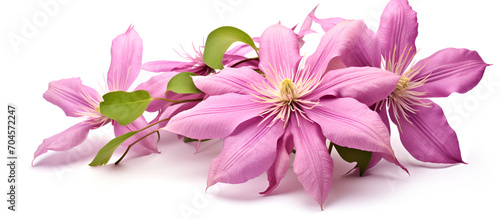 Modern flowers concept with eligible. Elegance with a Touch of Joy.Clematis On White background