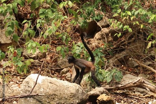 Small spider monkey walking on the river bank in the Sumidero Canyon/Canon del Sumidero, Chiapas, Mexico