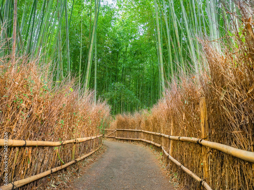 The Nature Of Japan. Sagano bamboo forest. Protected area in Kyoto. Excursion to the bamboo forest. The carriage rides on a path in a bamboo forest. Walk through the forests of Kyoto. Japanese tree.
