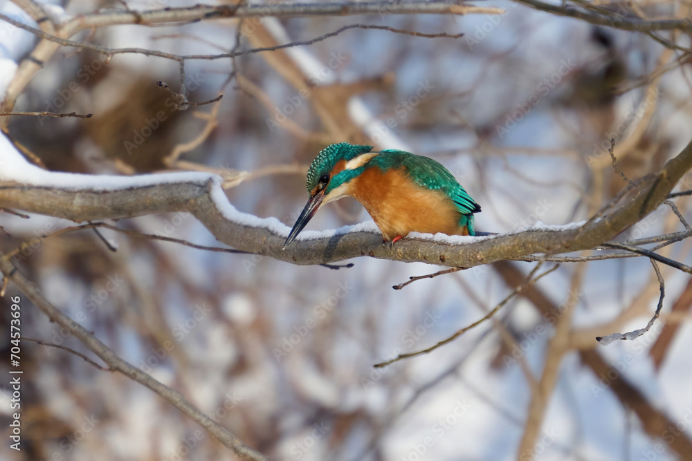 Common kingfisher (Alcedo atthis) Common kingfisher (Alcedo atthis)