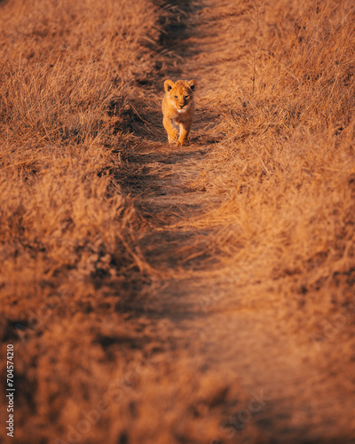 Minimalist cub in Tanzania
