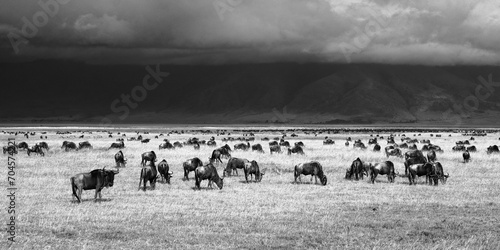 Wildlife in Ngorongoro Crater
