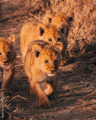 Cubs in Serengeti