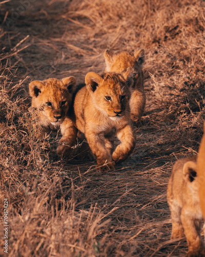 Lions cubs in Africa