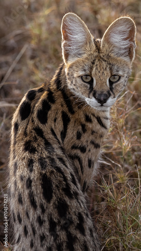 Serval in Serengeti