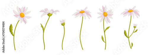 Set of colorful chamomile flowers and buds. Vector graphics.