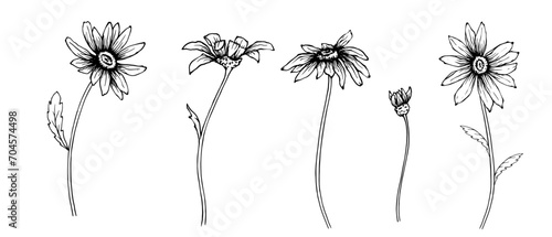 A set of sketches, doodles of chamomile flowers and buds. Vector graphics.