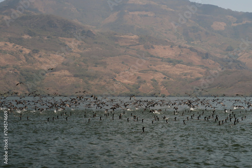 Hundreds of black birds/ducks on the Chicoasen Dam Reservoir Lake, close to Sumidero Canyon/Canon del Sumidero, Chiapas, Mexico photo