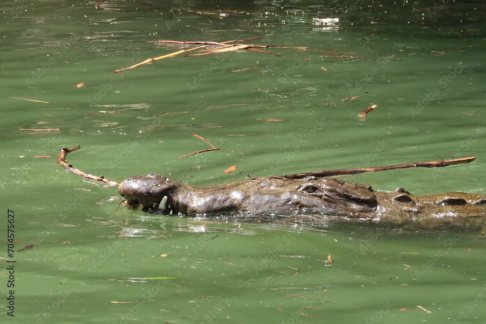 Naklejka premium Head of a crocodile swimming in the river of the Sumidero Canyon/Canon del Sumidero, Chiapas, Mexico