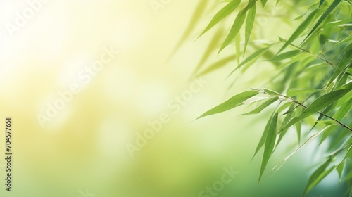 frame of fresh green bamboo leaves isolated on blurred abstract sunny background  product placement  copy space  16 9