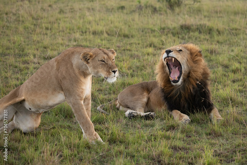 Lion